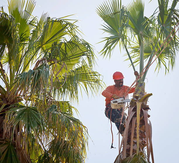 Trusted Croton On Hudson, NY Tree Care Services Experts